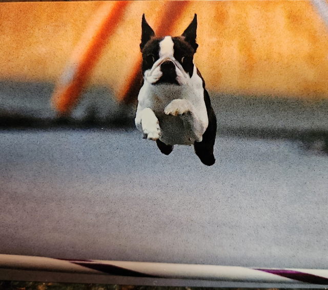 Well, whaddya know? The Glens Falls Kennel Club